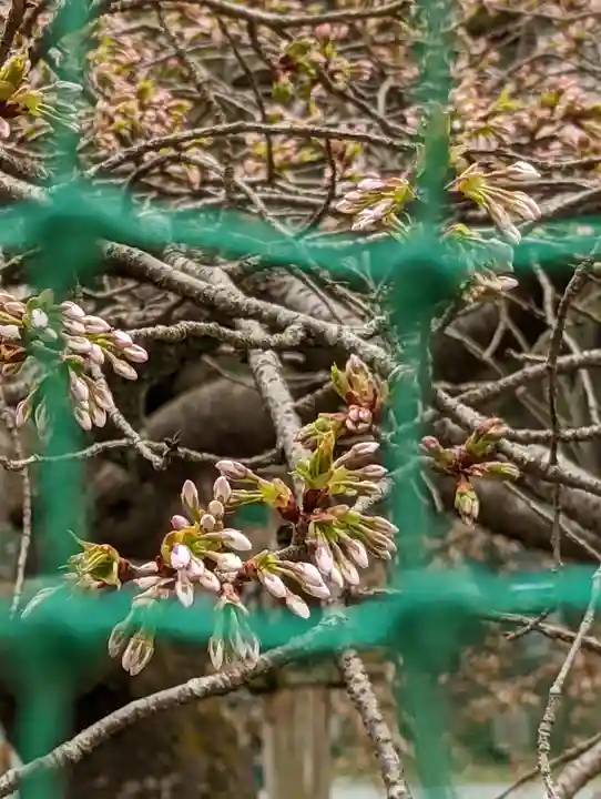 大原野神社(京都府)