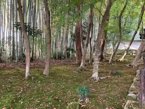 地蔵院(京都府)