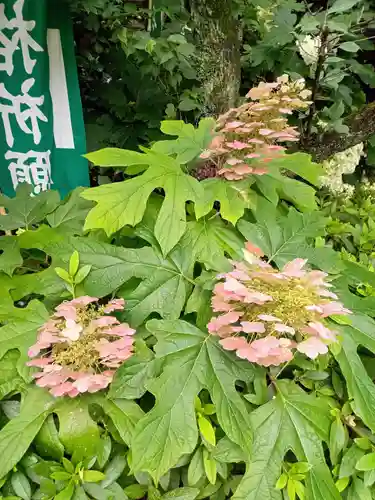 阿佐ヶ谷神明宮の自然