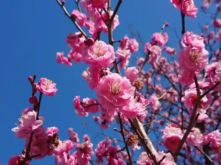 岡崎天満宮の自然