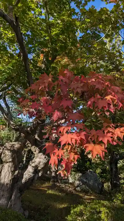 正法寺(京都府)
