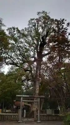 伊弉諾神宮(兵庫県)