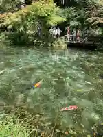 根道神社の動物