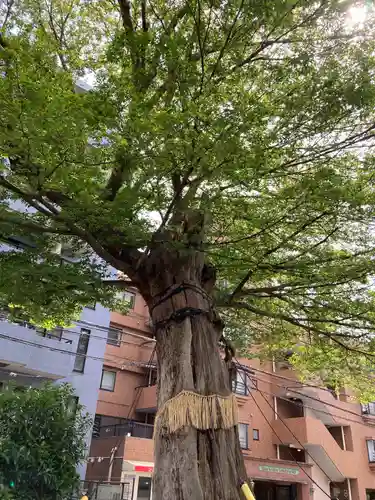 澤蔵司稲荷（慈眼院）の自然