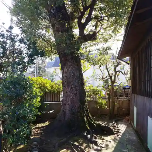 高円寺天祖神社の自然