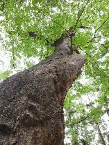 熊野神社の自然
