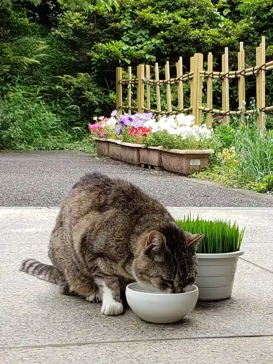 白金氷川神社の動物
