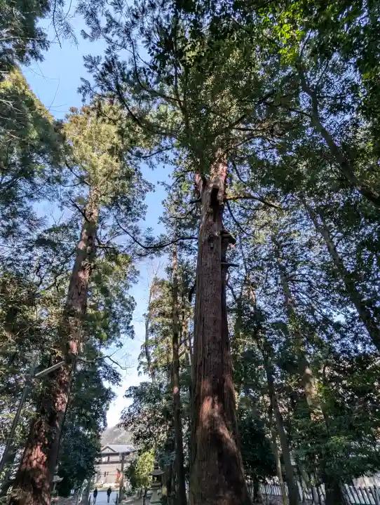 若狭彦神社(上社)の{uncategorized: "未分類", other: "その他", undefined: "問題あり", building: "その他建物", grave: "お墓", sacred_gate: "鳥居", guardian: "狛犬", statue: "像", buddha: "仏像", history: "歴史", nature: "自然", garden: "庭園", animal: "動物", pagoda: "塔", temizu: "手水舎", mountain_gate: "山門・神門", sanctuary: "本殿・本堂", subordinate: "末社・摂社", art: "芸術", scenery: "景色", jizo: "地蔵", ema: "絵馬", goshuin: "御朱印", omikuji: "おみくじ", items: "授与品その他", amulet: "お守り", goshuincho: "御朱印帳", eats: "食事", festival: "お祭り", votive_dance: "神楽", shichigosan: "七五三参", wedding: "結婚式", experience: "体験その他", initially: "初詣", around: "周辺", anti_infection: "感染症対策"}