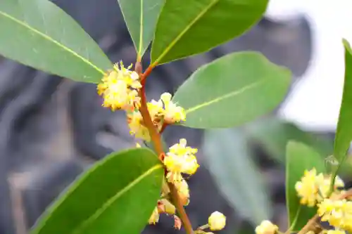 三津厳島神社の自然