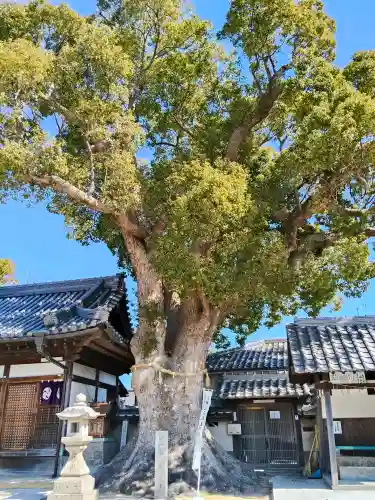 踞尾八幡神社の{uncategorized: "未分類", other: "その他", undefined: "問題あり", building: "その他建物", grave: "お墓", sacred_gate: "鳥居", guardian: "狛犬", statue: "像", buddha: "仏像", history: "歴史", nature: "自然", garden: "庭園", animal: "動物", pagoda: "塔", temizu: "手水舎", mountain_gate: "山門・神門", sanctuary: "本殿・本堂", subordinate: "末社・摂社", art: "芸術", scenery: "景色", jizo: "地蔵", ema: "絵馬", goshuin: "御朱印", omikuji: "おみくじ", items: "授与品その他", amulet: "お守り", goshuincho: "御朱印帳", eats: "食事", festival: "お祭り", votive_dance: "神楽", shichigosan: "七五三参", wedding: "結婚式", experience: "体験その他", initially: "初詣", around: "周辺", anti_infection: "感染症対策"}