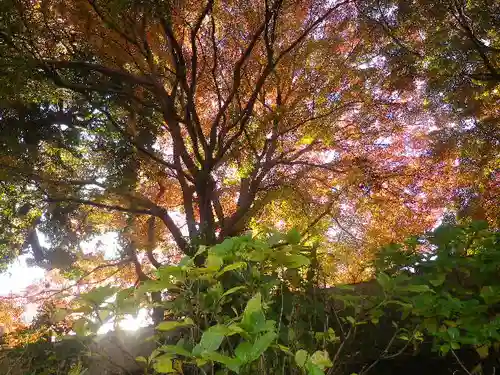 長壽寺（長寿寺）の自然