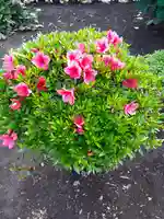 伏木香取神社の自然