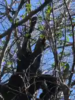 飛木稲荷神社の自然