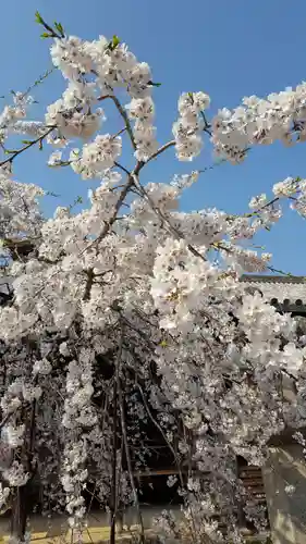 道成寺の自然