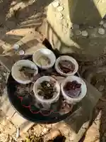 熊野神社(千葉県)