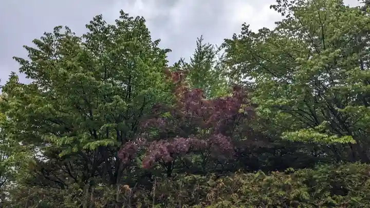 北見神社の自然