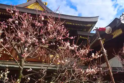 湯島天満宮(東京都)
