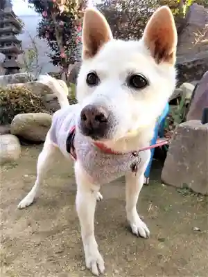 潮見神社の動物