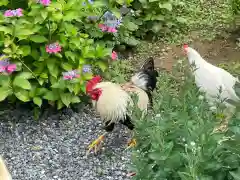 観音寺の動物