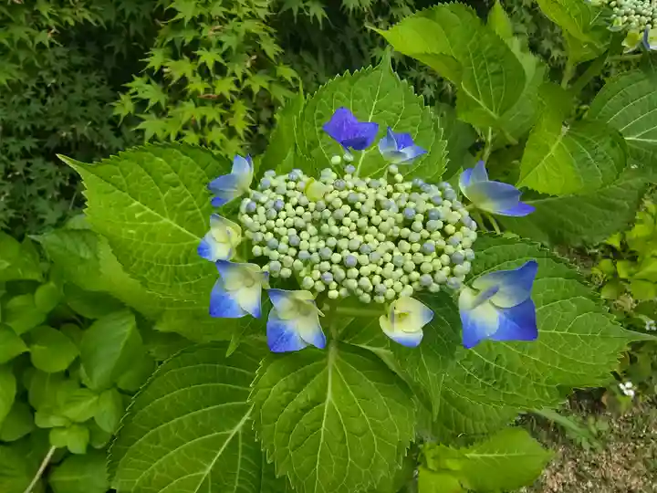 善水寺(滋賀県)