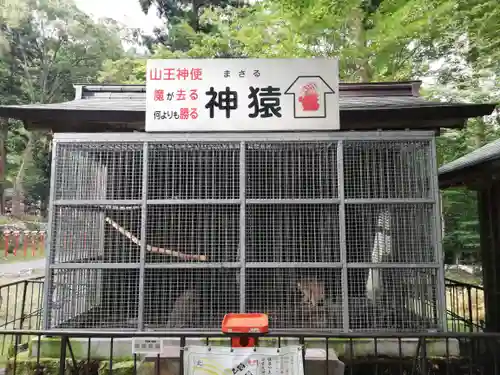日吉大社の動物