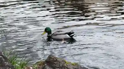 富士山本宮浅間大社(静岡県)