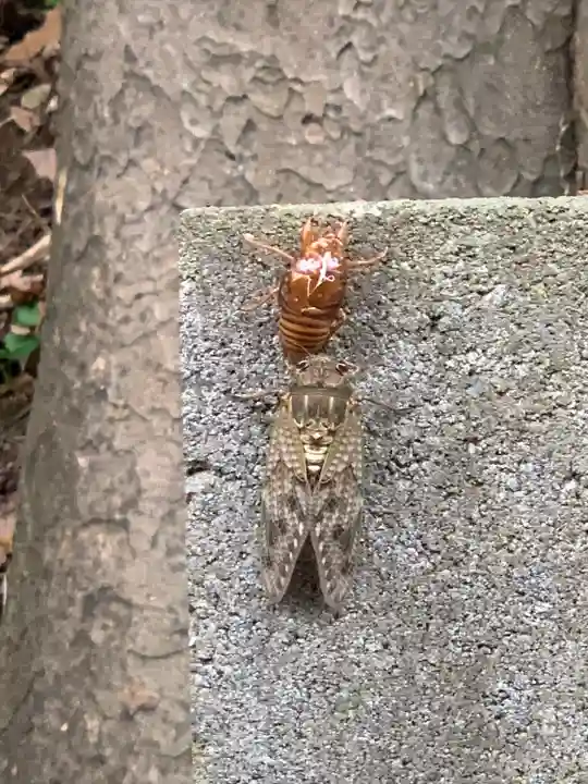 法華寺(神奈川県)
