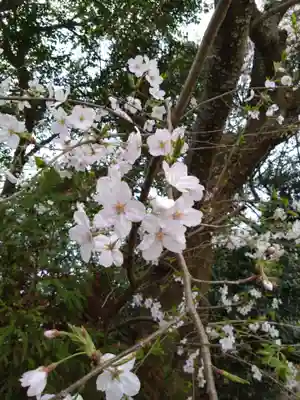 河内阿蘇神社(熊本県)