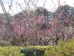 隨心院（随心院）の自然