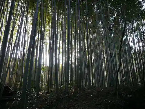 地蔵院の自然