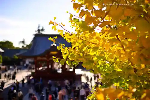 鶴岡八幡宮の自然
