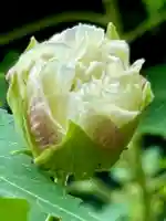 大乗寺(京都府)