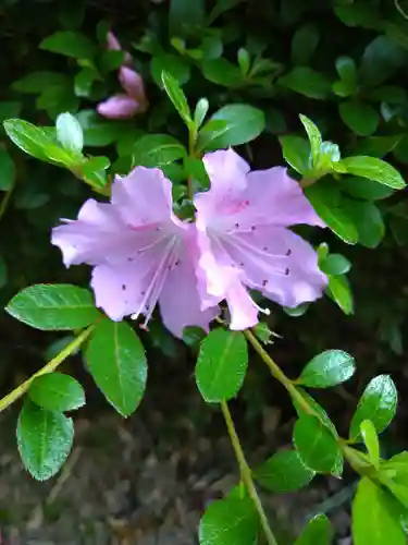 阿智神社の自然