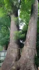 鳩ヶ谷氷川神社の自然