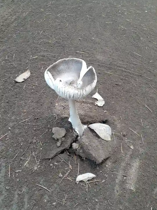 伏木香取神社の自然