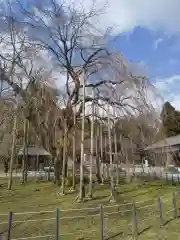 足羽神社の自然