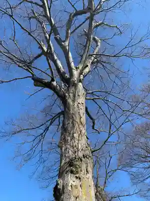 守谷総鎮守 八坂神社(茨城県)