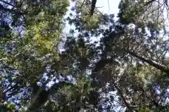 涼ケ岡八幡神社の自然