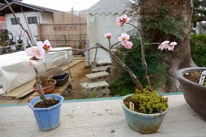 菅原天満宮(菅原神社)の自然