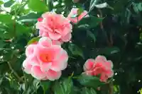 鹿島神社の自然