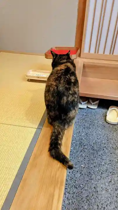 五十稲荷神社(栄寿稲荷神社)の動物