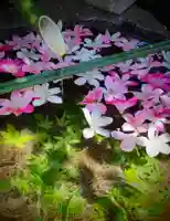 東京羽田 穴守稲荷神社の手水舎