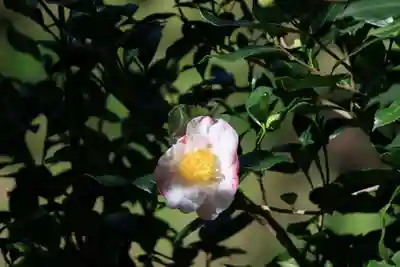 猫稲荷神社の自然