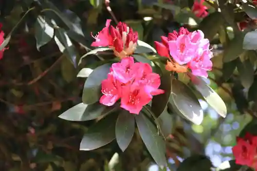 阿邪訶根神社の庭園