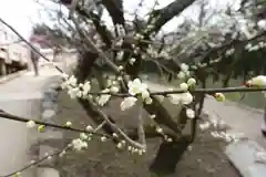 北野天満宮の自然