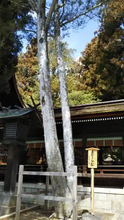 諏訪大社下社秋宮の自然