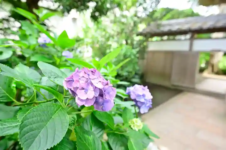 極楽寺(霊鷲山感應院極楽律寺)の自然