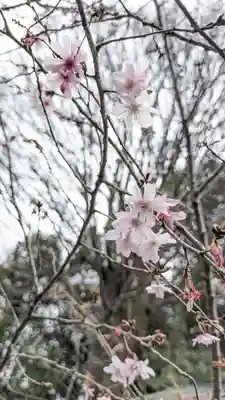 平野神社(京都府)