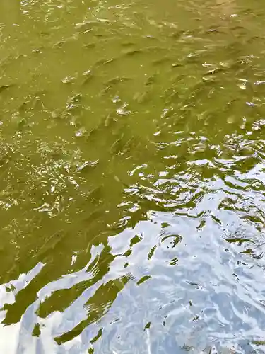 金剛證寺の動物