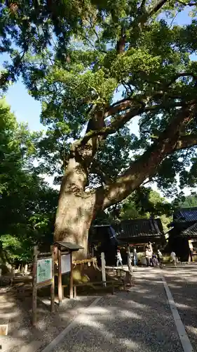事任八幡宮の自然